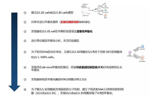 《Nature》主刊報道胚胎模型的甲基化研究