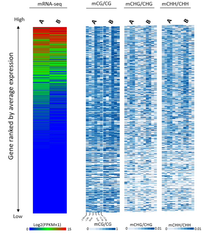 DNA 甲基化與 mRNA 表達的聯合分析