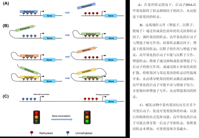 啟動(dòng)子 DNA 甲基化誘導(dǎo)基因表達(dá)潛在機(jī)制