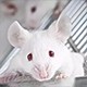 模式生物外顯子組測序設計產品