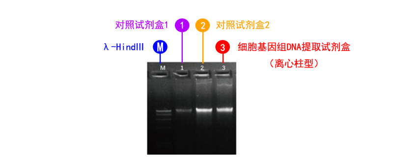 細胞基因組 DNA 提取試劑盒（離心柱型）