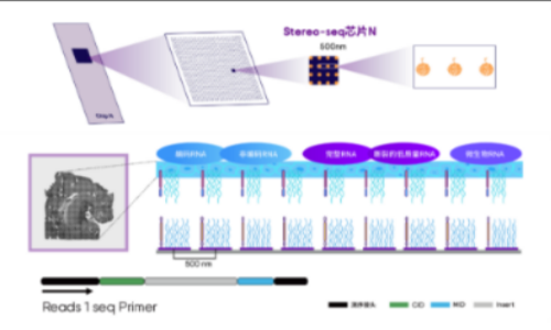 Science 封面：Stereo-seq 鑒定蠑螈端腦再生過程中的重要神經干細胞亞型